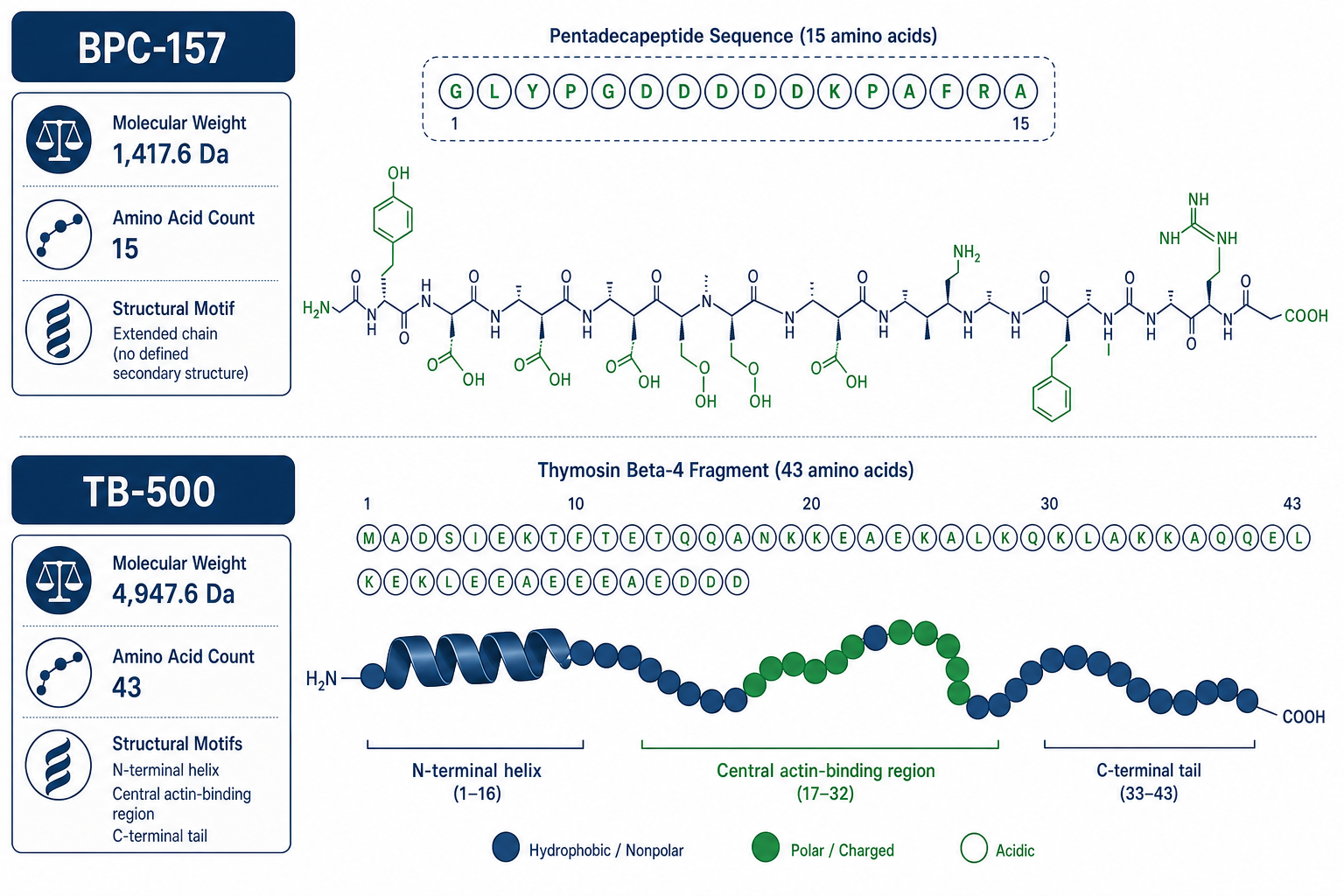 Infographic comparing molecular structures of bpc 157 and TB-500 peptides with amino acid chains