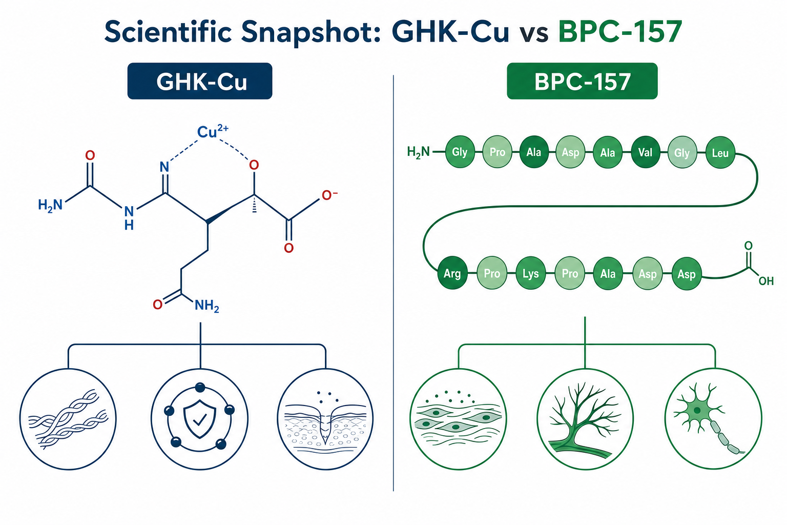 Infographic comparing GHK-Cu and BPC-157 molecular structures and research themes in bpc 157 research.