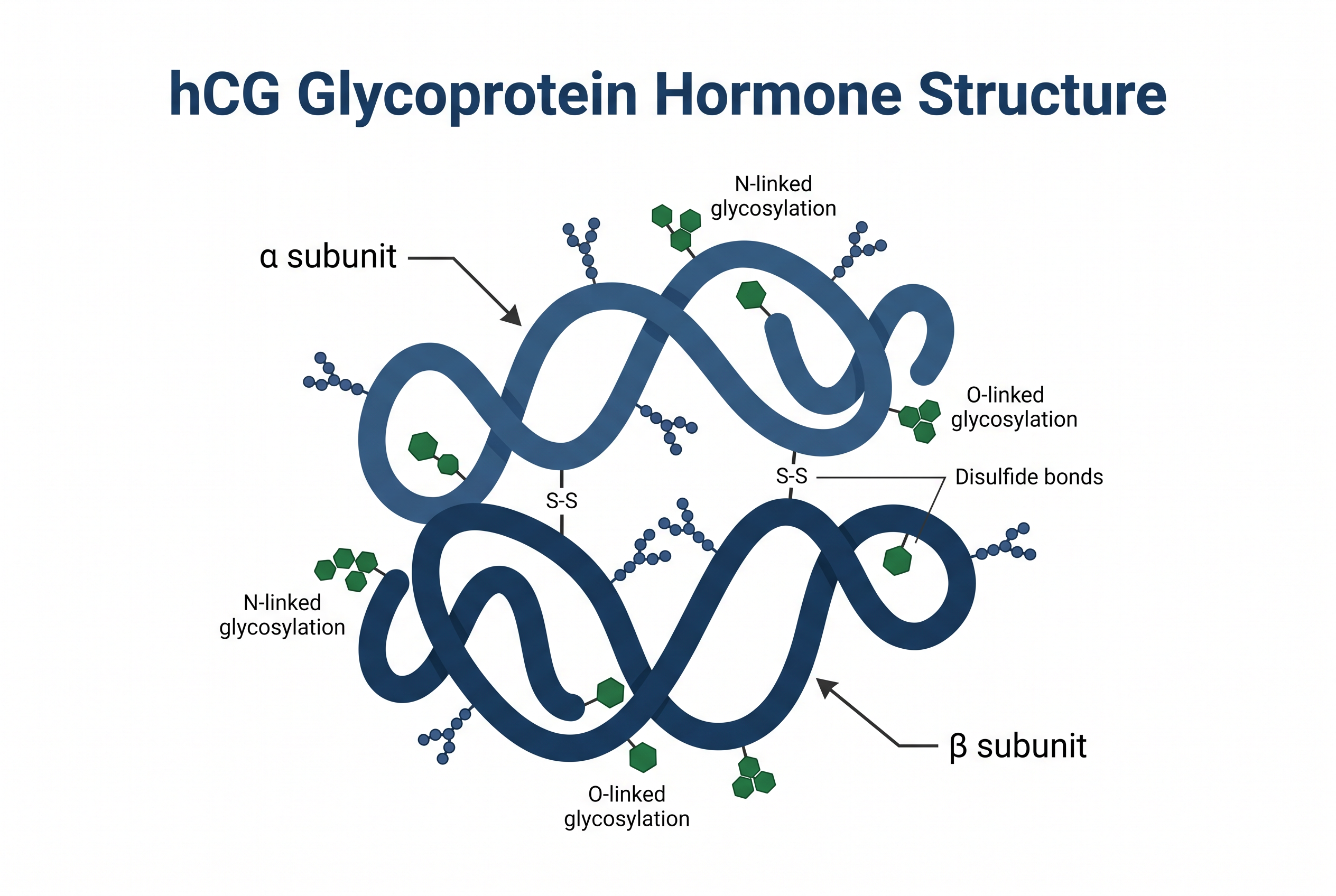 2026 HCG peptide structure diagram showing alpha and beta subunits with glycosylation sites