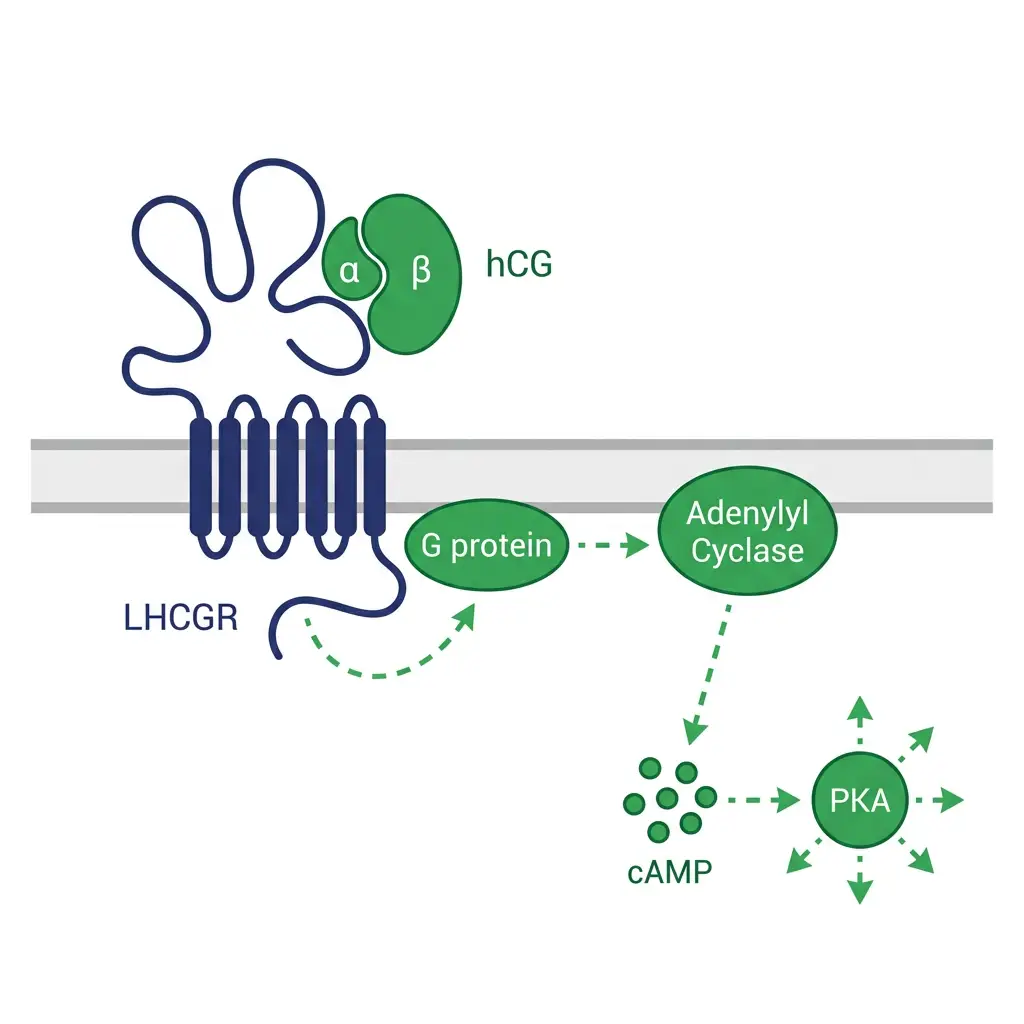 HCG peptide binding to LHCGR receptor and downstream signaling pathway diagram