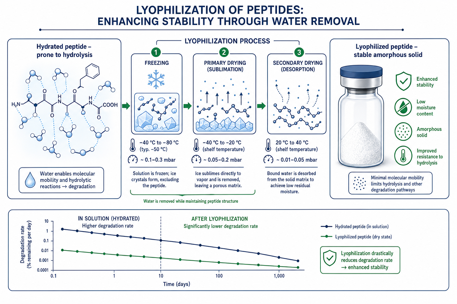 Infographic showing how lyophilization steps affect storage and stability of research peptides.
