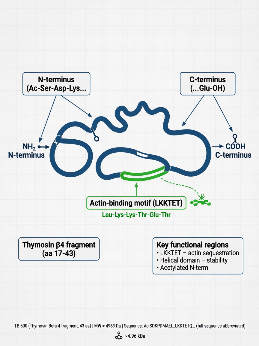 Infographic showing 500 peptide TB-500 molecular ribbon structure with actin-binding motif highlighted in green and navy.